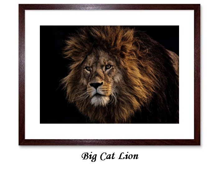 Big cat Lion